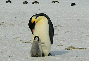 penguin and baby