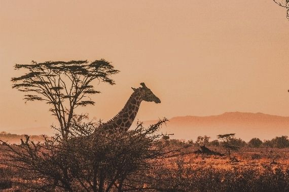 giraffe - Kenya
