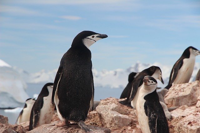 Chinstrap penguin - Antarctica