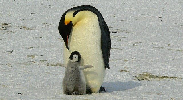 Emperor penguin and baby