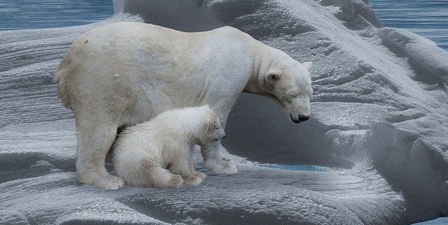 Polar bear and baby - Arctic