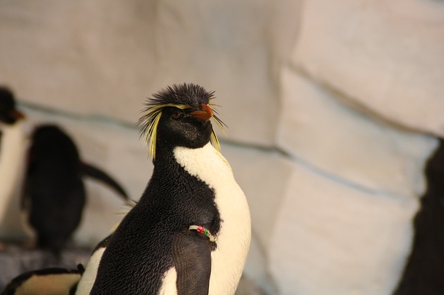 Rockhopper penguin