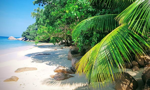 Coco de Mer - beach - palm trees - Seychelles - Indian Ocean